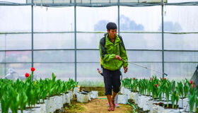 Capture the vibrant greenery of Hue’s local farms